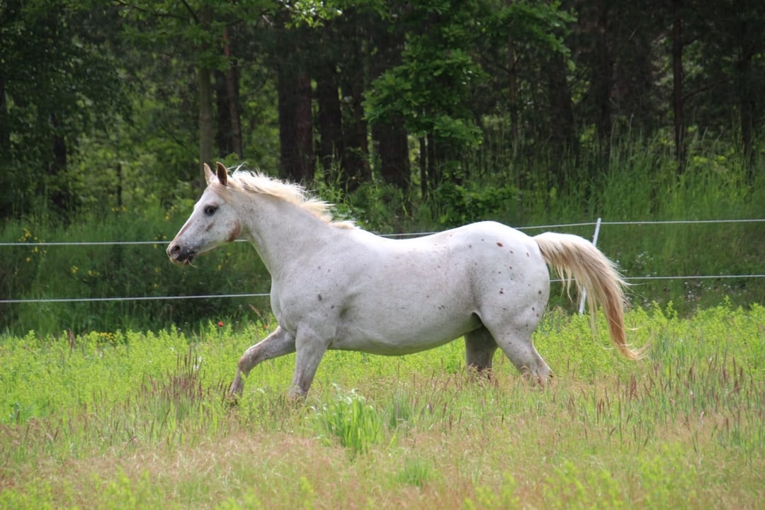 Molly - East Ranch - Pony of the Americas - POA Breed