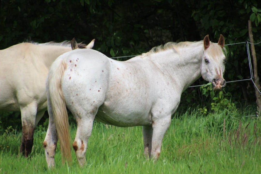 Molly - East Ranch - Pony of the Americas - POA Breed