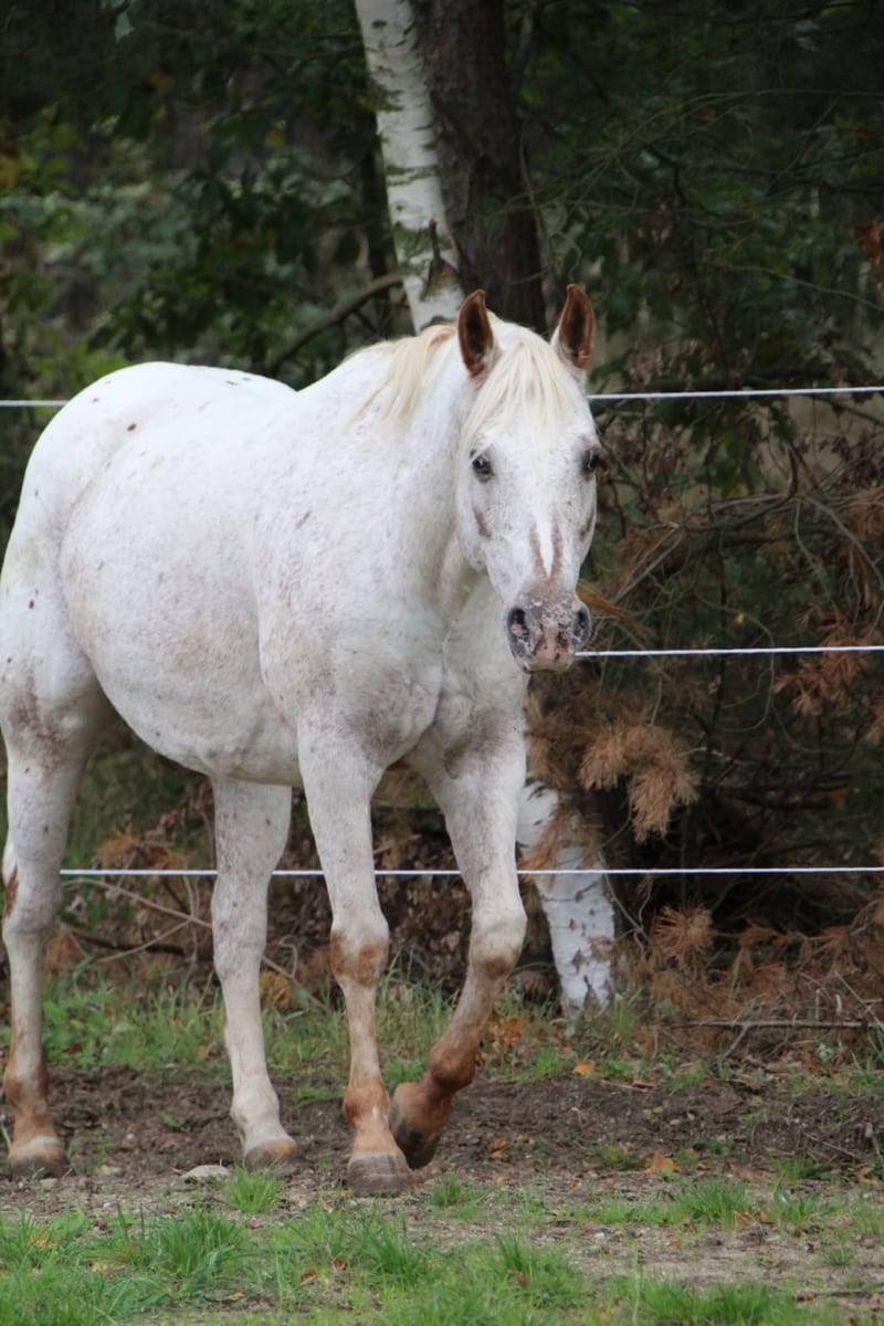 Molly - East Ranch - Pony of the Americas - POA Breed