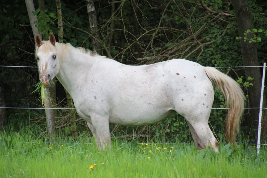 Molly - East Ranch - Pony of the Americas - POA Breed