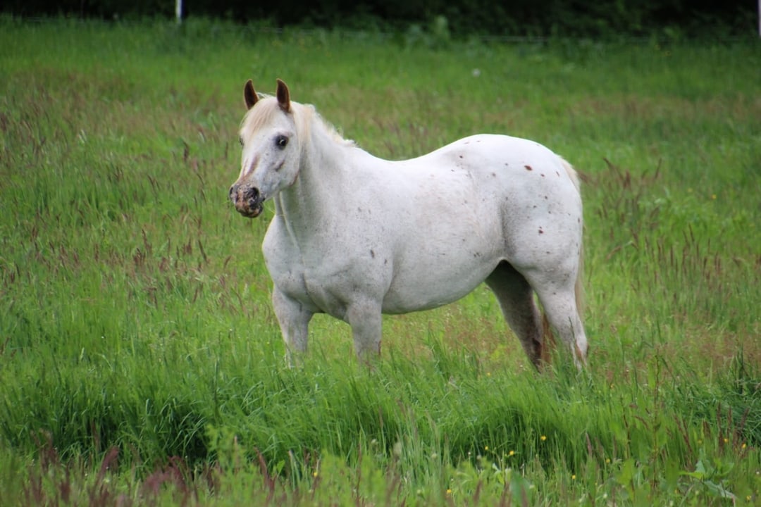 Molly - East Ranch - Pony of the Americas - POA Breed